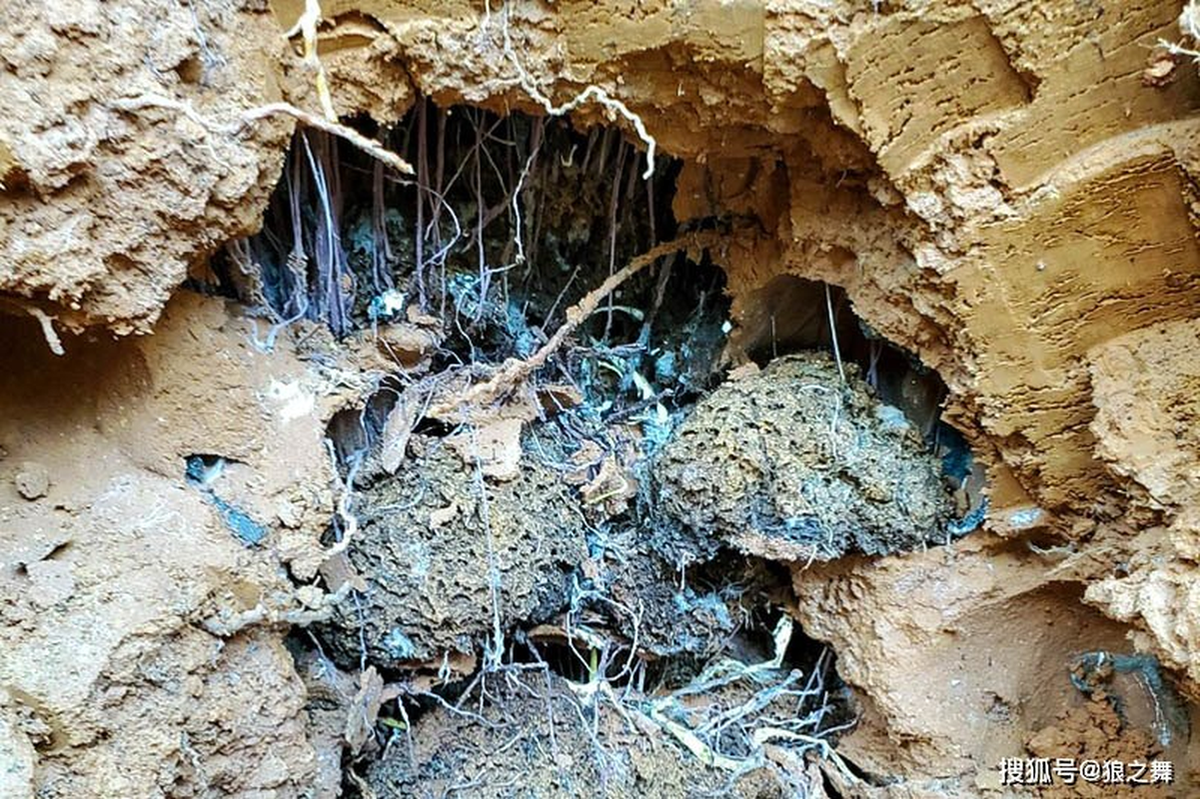 Ngoài ra, Wulingshen có giá trị dinh dưỡng rất cao và được coi là một trong những loại thảo dược quý hiếm của Trung Quốc. Nấm này chứa nhiều chất dinh dưỡng và khoáng chất như canxi, sắt và có tác dụng dưỡng tim, bổ khí, chống lão hóa. Vì giá trị dược liệu của nó, nhiều người đào được Wulingshen sẽ giữ lại để sử dụng trong trường hợp cần thiết.