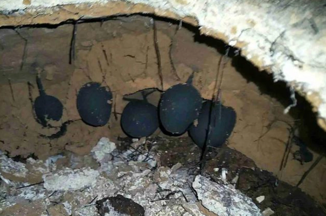 Một khách hàng hiểu biết về nấm Wulingshen đã nhận ra vật thể lạ vừa đen vừa mềm mà Tiểu Vương hái được là loại dược liệu quý hiếm và thông báo cho chuyên gia. Đội ngũ chuyên gia đã phong tỏa khu vực để bảo tồn và nghiên cứu về loại nấm quý hiếm này.