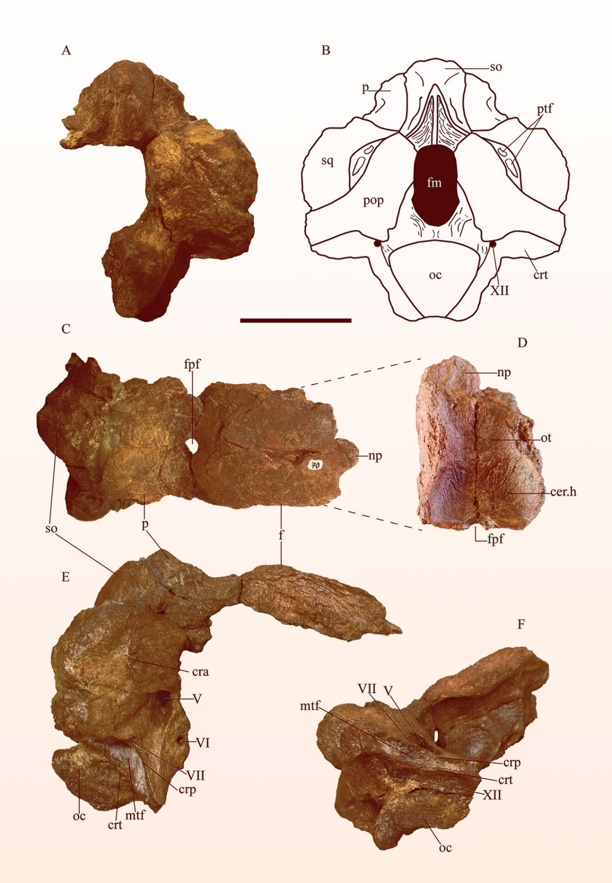 Sidersaura marae giúp chúng ta hiểu rõ hơn về cuối thời kỳ của họ, thể hiện sự sống sót của một số loài cổ xưa nhất trong họ này.