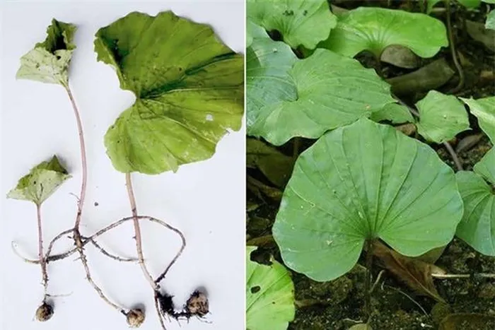 Loài cây độc đáo này ra hoa vào tháng 3-5 và cho quả nang vào tháng 4-6.