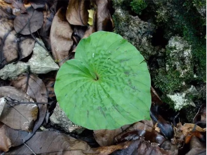  Cây một lá thuộc họ Orchidaceae, có nhiều tên gọi khác nhau như thanh thiên quỳ, lan một lá, lan cờ, châu diệp, slam lài, bửa thoọc, bầu thoọc.