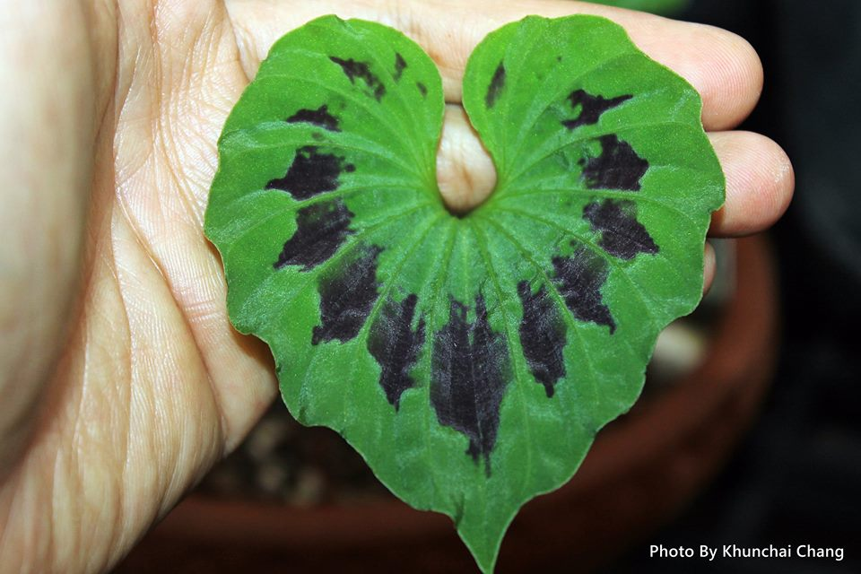 Tuy nhiên, cây một lá đang đối mặt với nguy cơ suy giảm do việc khai thác quá mức, khiến cây này được đưa vào danh sách các loài cây cần được bảo vệ trong "Sách Đỏ Việt Nam".