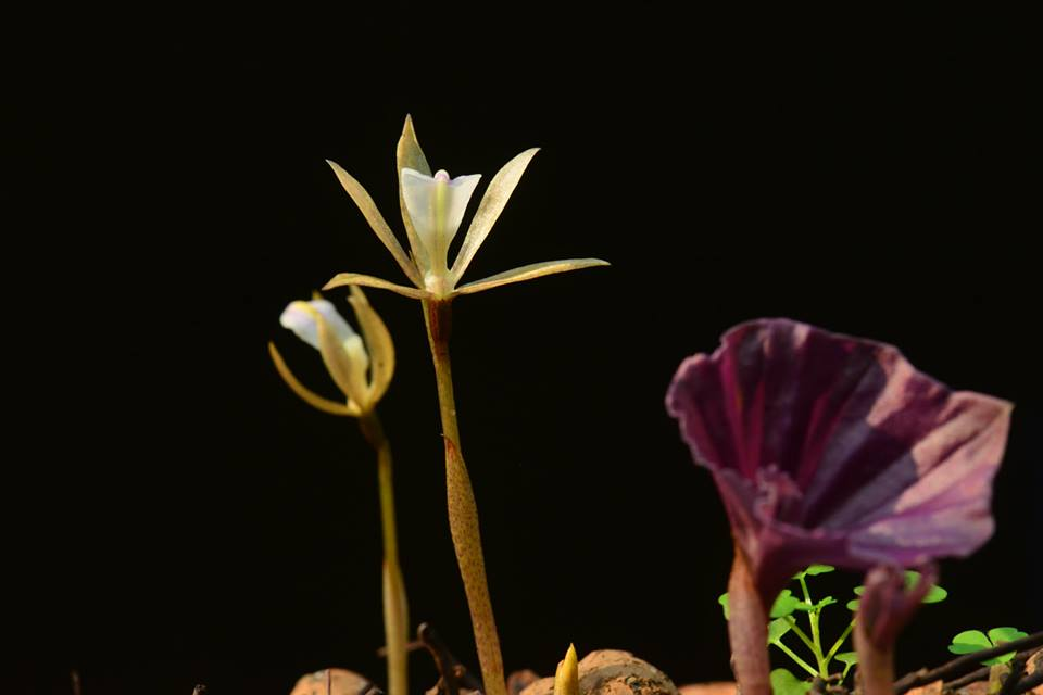 Các nghiên cứu về nhân giống và bảo tồn đang được tiến hành để bảo vệ nguồn gene hiếm của cây một lá tại Lạng Sơn, Việt Nam.