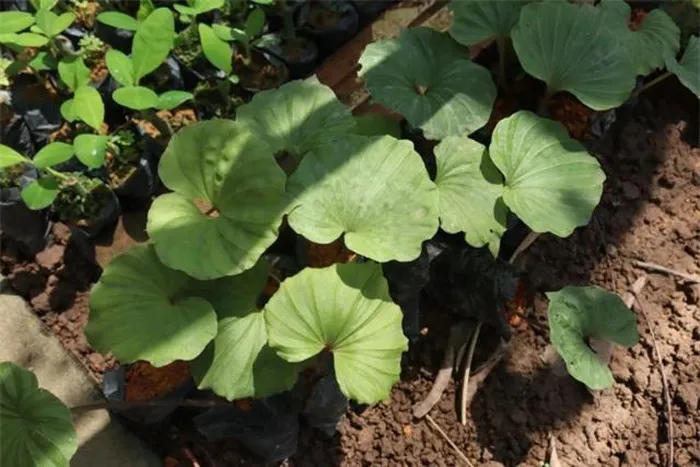 Lá của cây có hình tim tròn, màu xanh lá mạ, với gân lá hình chân vịt và đường kính 10-25cm.