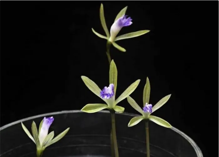 Cụm hoa của cây có cánh dài 20-30cm, mọc thành chùm hay bông màu trắng, đốm tím hồng hay màu vàng hơi xanh lục.