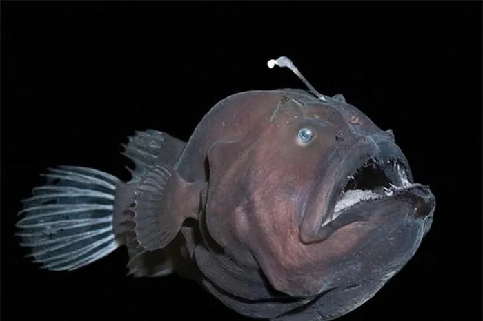 2. Cá mặt quỷ: Là một trong những động vật có ngoại hình đáng sợ nhất trên thế giới, cá mặt quỷ có đầu xấu xí với chiếc miệng đầy răng nanh, sống ở độ sâu 1.000-2.000m dưới mực nước biển.