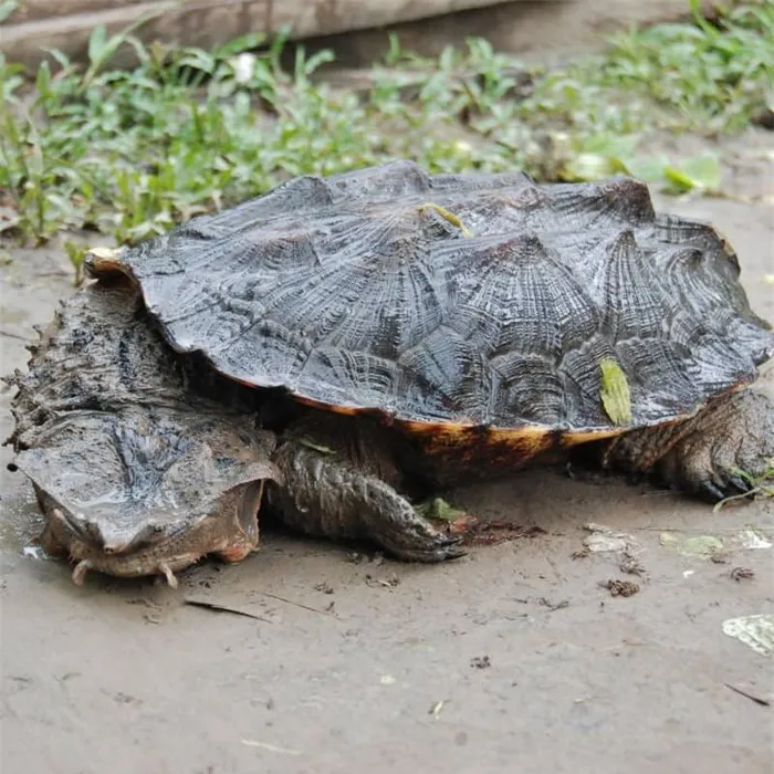 4. Rùa Mata Mata: Rùa có ngoại hình đáng sợ với phần đầu giống vỏ cây ngập nước, sống ở khu vực Nam Mỹ.
