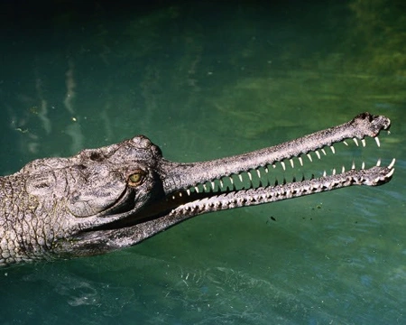 8. Cá sấu Gharial: Cá sấu có mõm dài hẹp, độc đáo, ăn thực vật và động vật nhỏ, không tấn công con người.