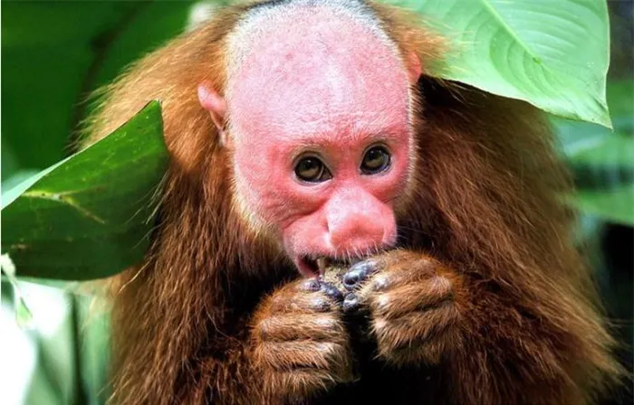 3. Khỉ đỏ Uacari: Khỉ với đầu trọc và khuôn mặt độc đáo, sống tại khu vực Amazon, thường sống theo đàn 10 con.