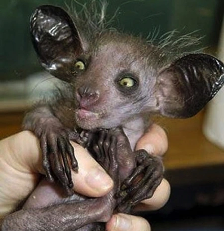 6. Aye-aye: Loài linh trưởng có bàn tay và tai đặc biệt, có vẻ ngoài đáng sợ nhưng không gây hại cho con người.