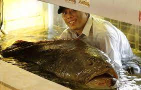 Đây là sự kiện hiếm có với ngư dân địa phương, và sau chuyến đi biển, ông Kỳ đã lãi khoảng 100 triệu đồng từ việc bắt được nhiều loại cá và mực khác.