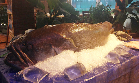 Cá mú là loài cá được ưa chuộng vì thịt thơm ngon và ngon miệng.