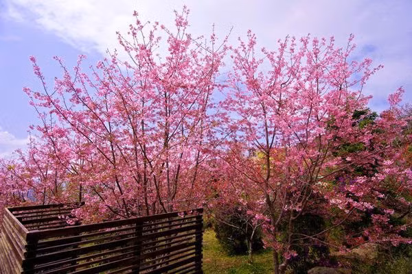 Lac vao xu hoa Anh dao o Dien Bien