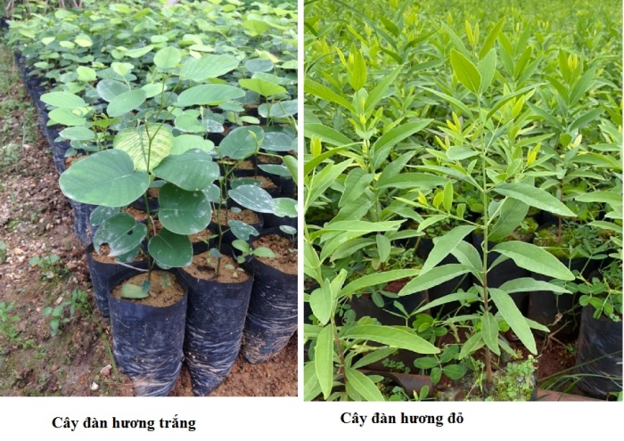 Cây này được cho là có giá trị cao do lõi gỗ và rễ chứa nhiều tinh dầu có giá trị, được ví như "giọt vàng" và có giá lên đến 4.500 USD/kg.