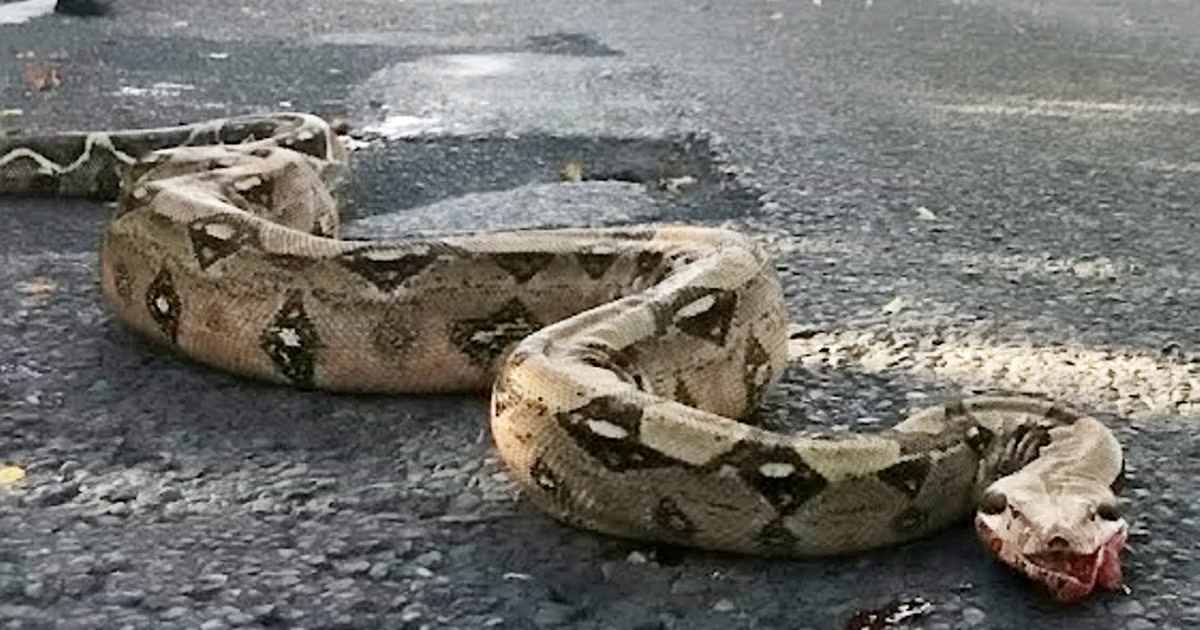 Một số người chia sẻ câu chuyện tìm thấy bộ da rắn dài 1,5m ở bờ sông Thames năm trước, tin rằng có thể là con rắn khổng lồ loài boa constrictor.