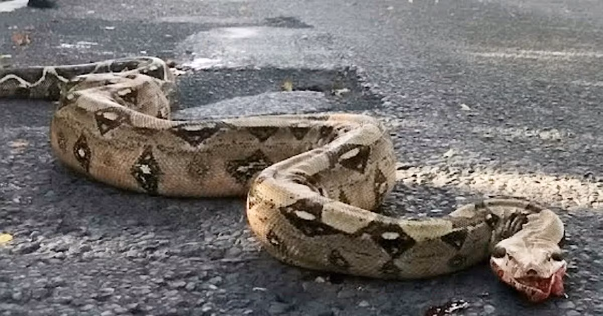 Một số người chia sẻ câu chuyện tìm thấy bộ da rắn dài 1,5m ở bờ sông Thames năm trước, tin rằng có thể là con rắn khổng lồ loài boa constrictor.