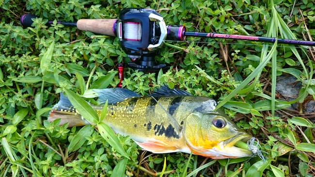 Câu chuyện về cá hoàng đế mang lại sự quan tâm hơn khi chúng càng phát triển thì càng gây giảm nguồn tôm địa phương.