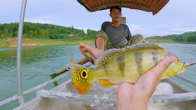 Tuy nhiên, từ năm 2006, chúng bắt đầu xuất hiện ở hồ Trị An và sau đó ở vùng hồ Thác Bà.