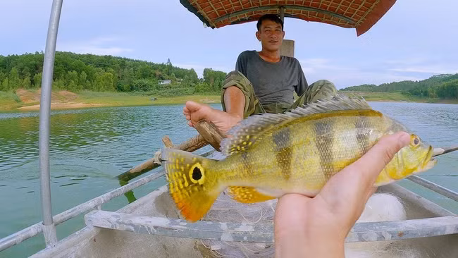 Tuy nhiên, từ năm 2006, chúng bắt đầu xuất hiện ở hồ Trị An và sau đó ở vùng hồ Thác Bà.