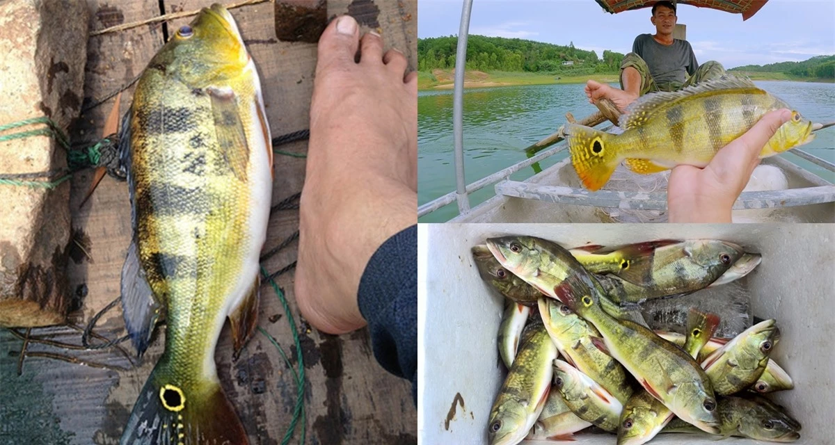 Cách câu cá hoàng đế cũng đặc biệt và có thể thực hiện bằng cách sử dụng mồi sống hoặc câu rê với mồi giả.