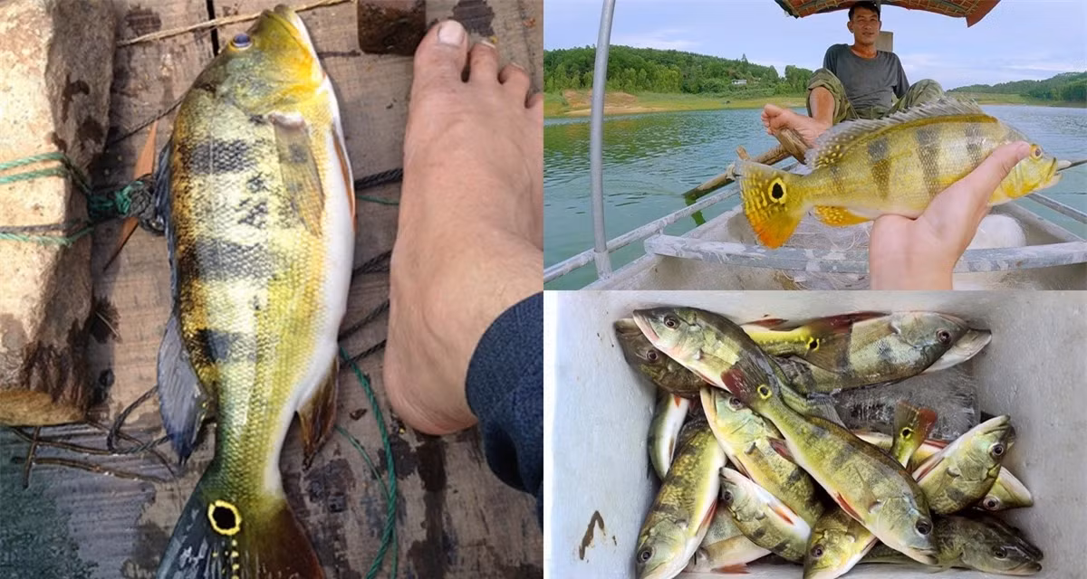 Cách câu cá hoàng đế cũng đặc biệt và có thể thực hiện bằng cách sử dụng mồi sống hoặc câu rê với mồi giả.