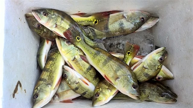 Ban đầu, người dân gần các hồ thủy điện không biết về loài cá này, thậm chí còn gỡ bỏ khi bắt được và đặt tên chúng là cá hoàng đế. Sau này biết thịt cá ngon, ít xương dăm, lại dễ bắt nên họ rất thích câu chúng.