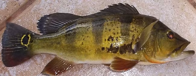  Quái ngư này thích sống trong môi trường nước ấm và có thể trở nên hung dữ, gây hậu quả đến cân bằng tự nhiên.