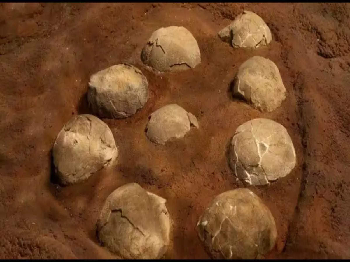 Các chuyên gia đã xác nhận, những viên đá này thực sự là hóa thạch trứng khủng long, có niên đại khoảng 175 triệu năm.