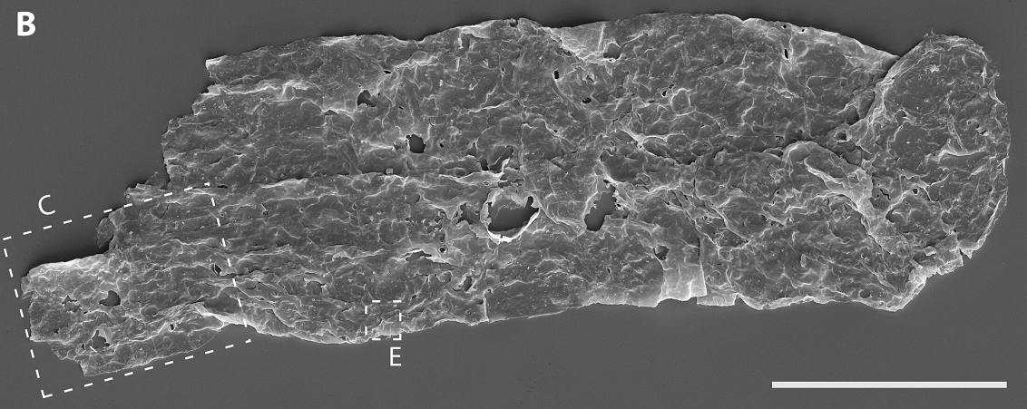 Hóa thạch của loài này cho thấy, một mức độ phức tạp và sự biến đổi hình dáng đáng ngạc nhiên.