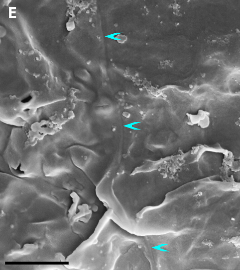 PGS Jack Craig, một chuyên gia về gene tiến hóa, lưu ý rằng việc này có thể ảnh hưởng đến cách chúng ta hiểu về nguồn gốc và tiến hóa của loài người, vì sinh vật đa bào được coi là điều kiện tiên quyết cho sự sống phức tạp hiện đại.