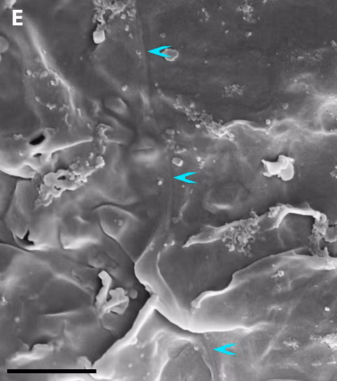 PGS Jack Craig, một chuyên gia về gene tiến hóa, lưu ý rằng việc này có thể ảnh hưởng đến cách chúng ta hiểu về nguồn gốc và tiến hóa của loài người, vì sinh vật đa bào được coi là điều kiện tiên quyết cho sự sống phức tạp hiện đại.