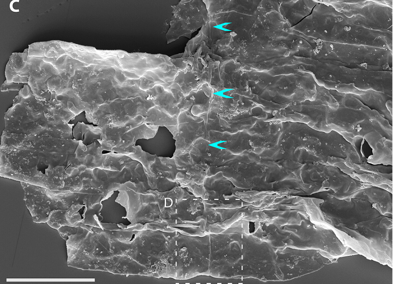 Trước đó, dòng thời gian cho thấy, chỉ có các sinh vật đơn bào nhỏ trước khi có sinh vật nhân chuẩn khoảng 1,65 tỷ năm trước.