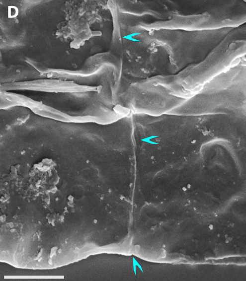 Sự tiến hóa từ sinh vật nhân chuẩn đến sinh vật đa bào chỉ mất khoảng 50 triệu năm, một bước nhảy vọt tiến hóa lớn.