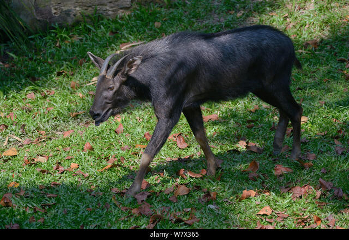 Sơn dương Sumatra sống ẩn dật trong các khu rừng sâu và vách đá, thường không làm hại con người.