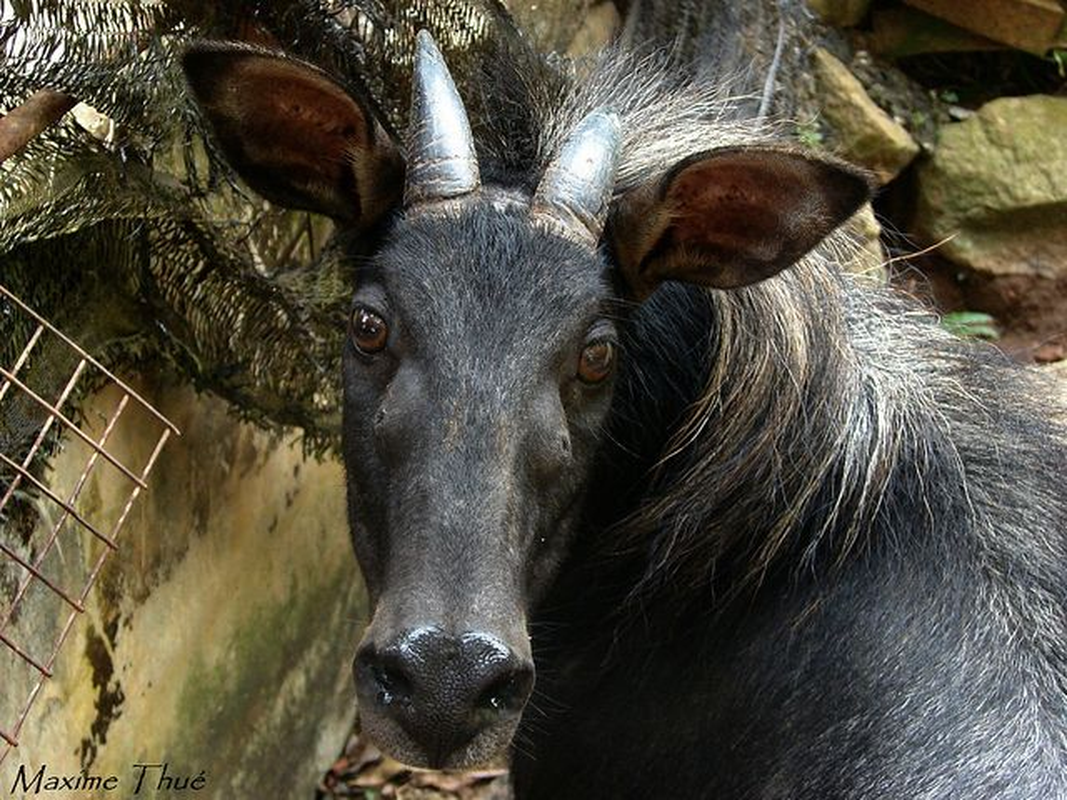 Để bảo tồn loài, cơ quan chức năng Trung Quốc đã áp đặt nhiều biện pháp ngăn chặn buôn bán và săn bắt không hợp pháp. Những người dân cũng được khuyến khích nâng cao hiểu biết của mình để bảo vệ loài động vật quý hiếm này và tuân thủ pháp luật.