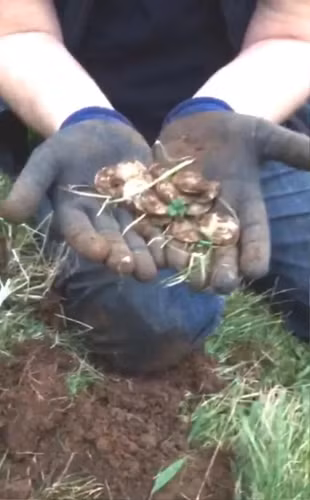 Sau khi máy phát hiện một vật thể, họ đã khai quật được kho báu, là một hũ chứa 82 đồng xu cổ từ những năm 1500, bao gồm cả các loại đồng xu hiếm có giá trị lên tới hàng triệu bảng Anh.