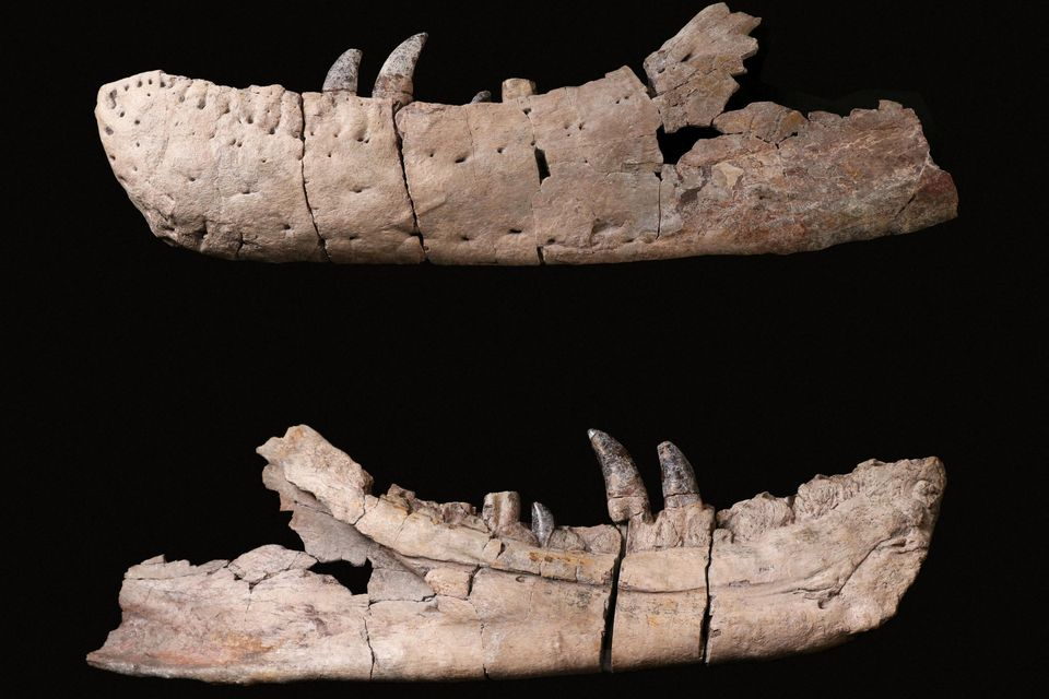 T. mcraeensis có hàm dưới mảnh và cong hơn, ít răng hơn so với T-rex, và kích thước hộp sọ tương đương với một T-rex trưởng thành.