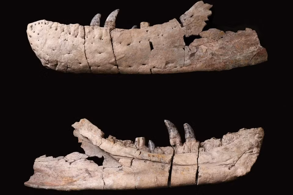 T. mcraeensis có hàm dưới mảnh và cong hơn, ít răng hơn so với T-rex, và kích thước hộp sọ tương đương với một T-rex trưởng thành.