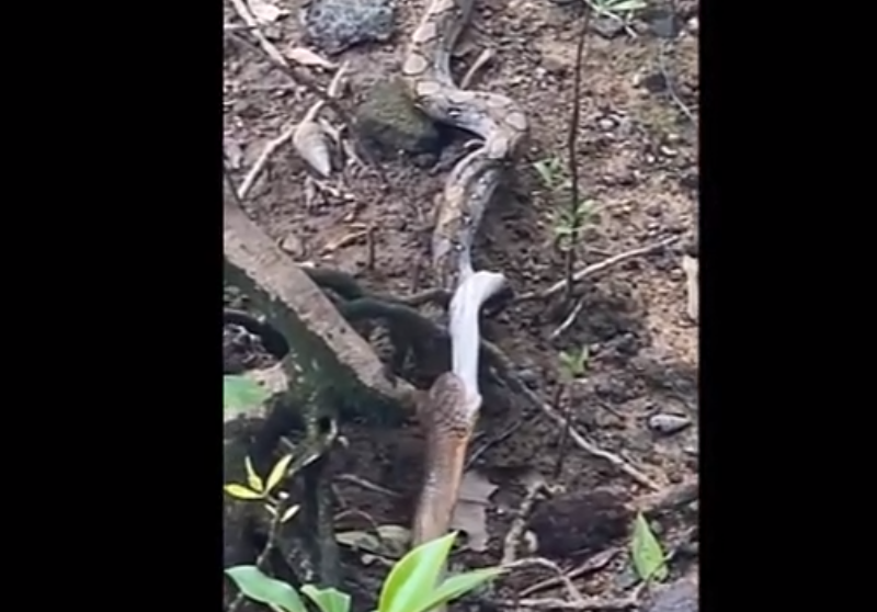 Wong đã nghe tin về sự hiện diện của con rắn hổ mang chúa trong khu vực và quyết định theo dõi nó. Anh đã được chứng kiến con trăn gấm nằm chết dưới đất sau khi bị con rắn hổ mang chúa tấn công.