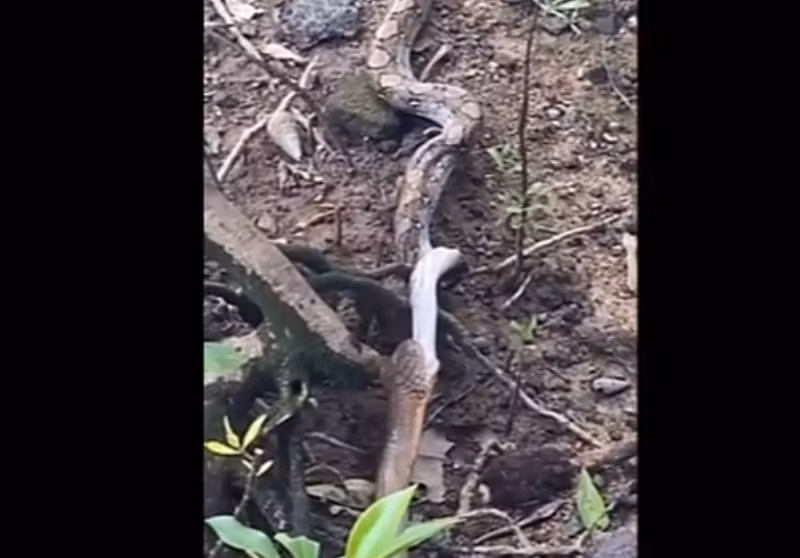 Wong đã nghe tin về sự hiện diện của con rắn hổ mang chúa trong khu vực và quyết định theo dõi nó. Anh đã được chứng kiến con trăn gấm nằm chết dưới đất sau khi bị con rắn hổ mang chúa tấn công.