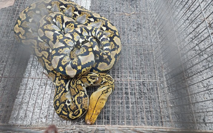 Trong khi đó, trăn gấm không có nọc độc nhưng vẫn giết chết con mồi bằng cách siết chặt.