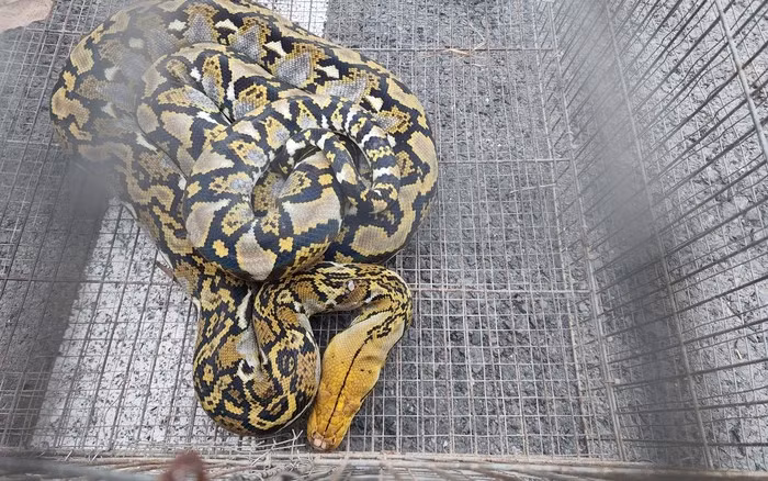 Trong khi đó, trăn gấm không có nọc độc nhưng vẫn giết chết con mồi bằng cách siết chặt.