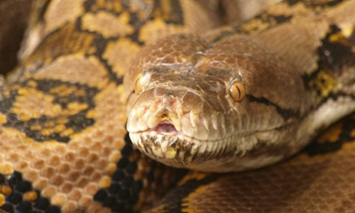 Trăn gấm, loài trăn dài nhất thế giới, dù lớn hơn rắn hổ mang chúa về kích thước, nhưng vẫn không thể chống lại nọc độc của rắn.
