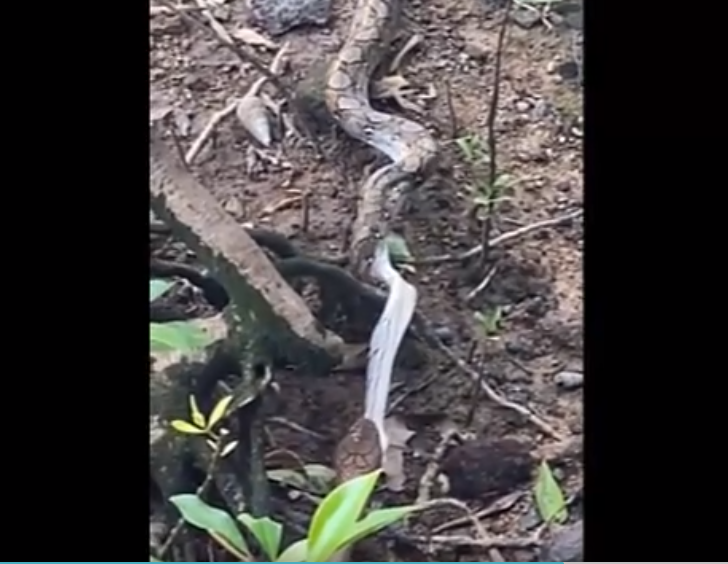 Rắn hổ mang chúa chỉ mất 45 phút để nuốt chửng con trăn gấm từ đầu đến đuôi, tạo ra một trải nghiệm ấn tượng và đáng sợ cho Wong.