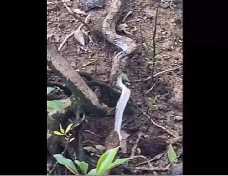 Rắn hổ mang chúa chỉ mất 45 phút để nuốt chửng con trăn gấm từ đầu đến đuôi, tạo ra một trải nghiệm ấn tượng và đáng sợ cho Wong.