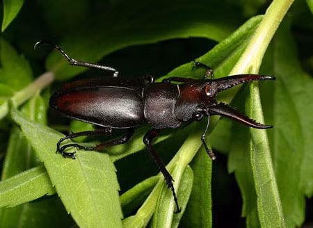 1. Bọ kẹp kìm (Họ Lucanidae) - còn được gọi là "người máy sinh học", chúng sở hữu bộ giáp cứng và vẻ ngoài "hầm hố". Loài côn trùng này có khả năng nâng vật nặng hàng trăm lần trọng lượng của chúng.