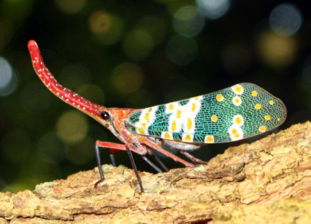 6. Bọ vòi voi (Pyrops candelaria) - Với chiếc mũi dài, chúng giống như chú bé người gỗ Pinocchio, nhưng thực ra, mũi của chúng là phần miệng kéo dài để hút nhựa cây.