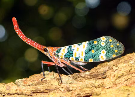 6. Bọ vòi voi (Pyrops candelaria) - Với chiếc mũi dài, chúng giống như chú bé người gỗ Pinocchio, nhưng thực ra, mũi của chúng là phần miệng kéo dài để hút nhựa cây.