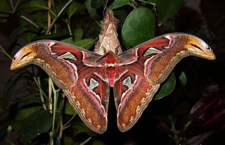 7. Bướm khế (Attacus atlas) - Loài bướm đêm lớn nhất ở Việt Nam và trên thế giới, với sải cánh có thể lên đến 30 cm.