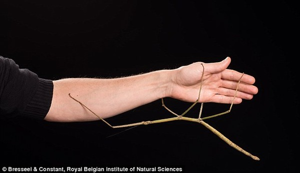 4. Bọ que (Diapheromera femorata) - Với khả năng ngụy trang độc đáo và chiều dài vô song, loài côn trùng kỳ lạ này trông giống như một cành cây.